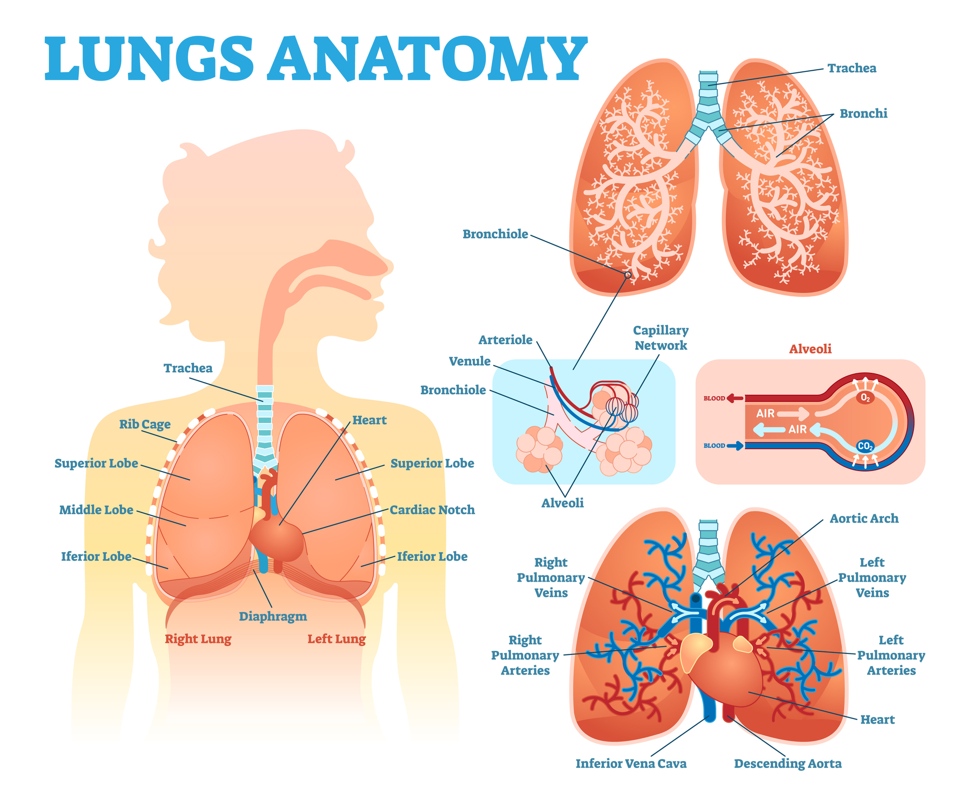 The Lungs and Respiratory System - Lung Diagram